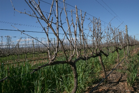 Grass fence plant grape Photo