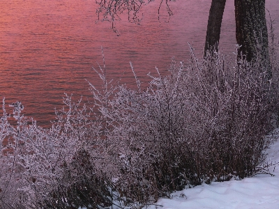 Landscape tree water nature Photo