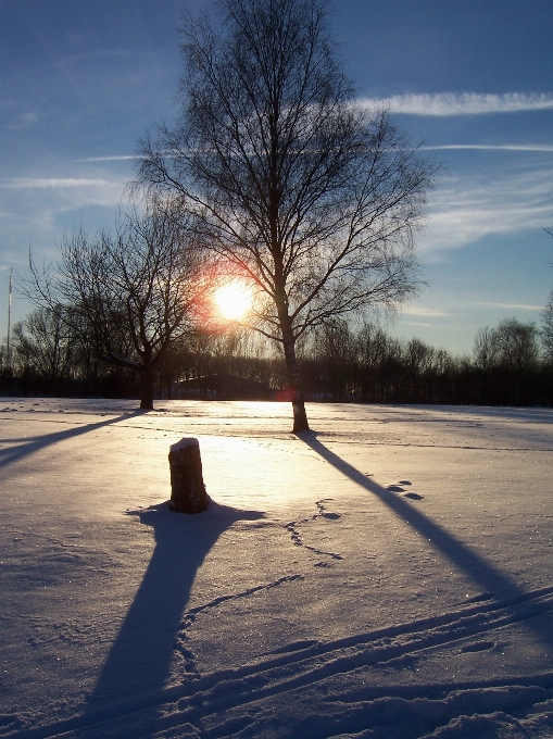 пейзаж дерево природа снег