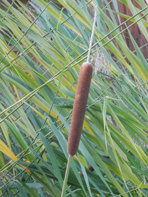 Lanskap pohon alam rumput