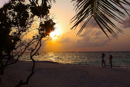 Foto Pantai laut pohon pasir