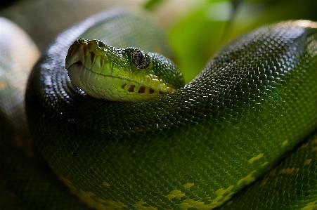 Foto Animal fauna silvestre zoo verde