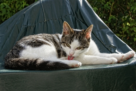 Fur kitten cat clean Photo