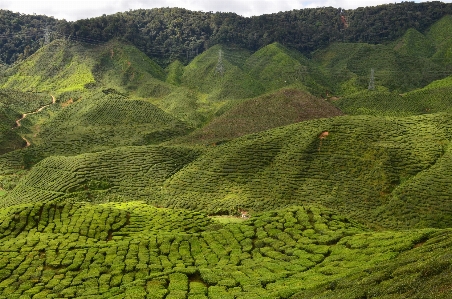 Landscape outdoor wilderness field Photo