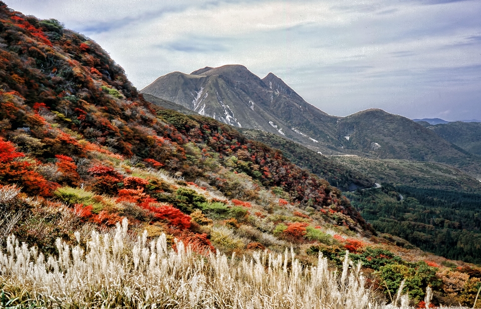 Landscape tree nature wilderness