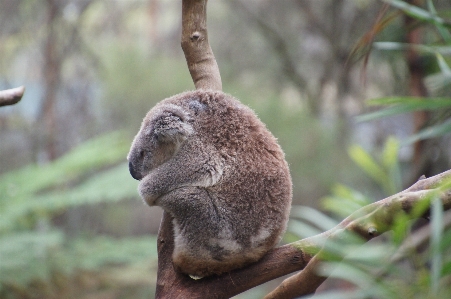 Sweet animal wildlife zoo Photo