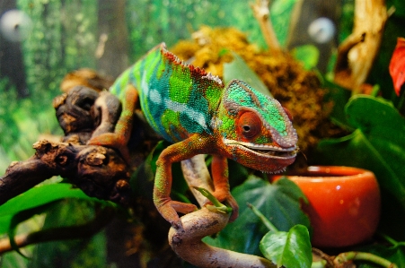 動物 野生動物 動物園 緑 写真