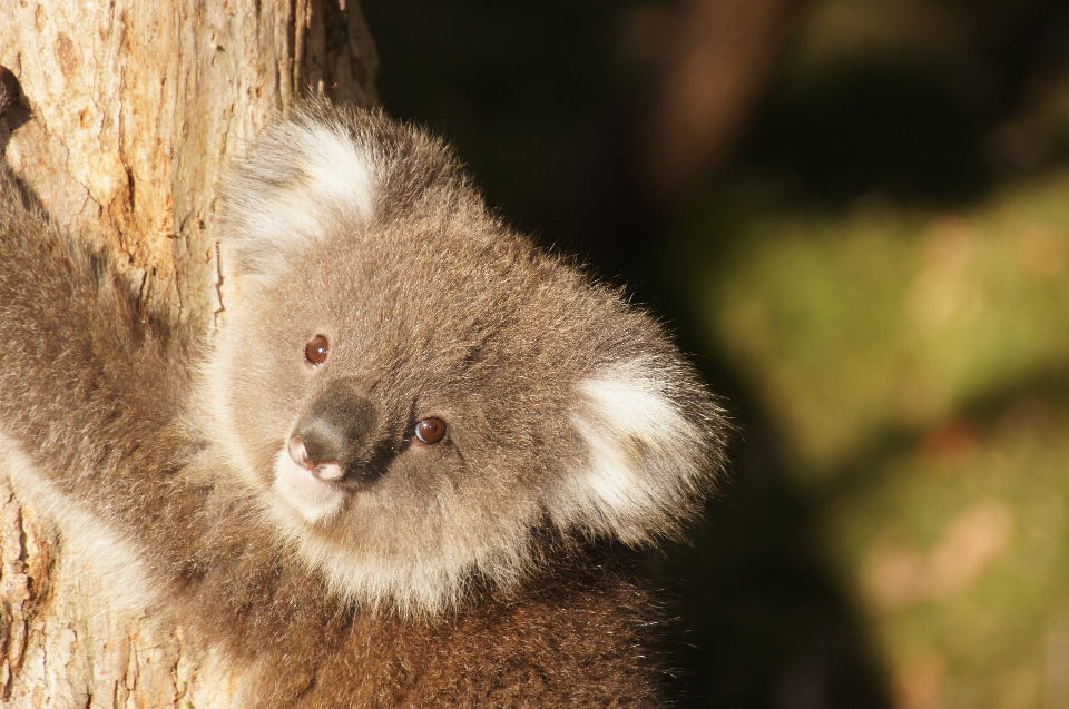 Doux animal faune mammifère