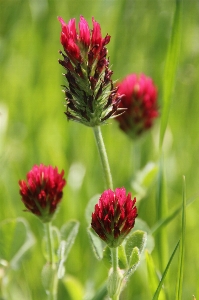 Blossom plant meadow prairie Photo