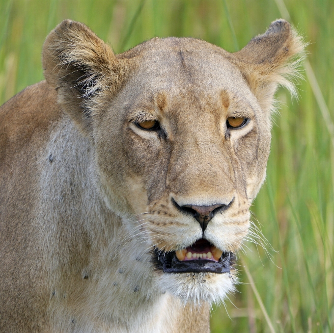 Aventura animais selvagens jardim zoológico África