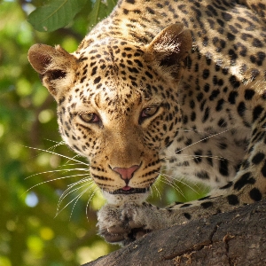 Foto Margasatwa afrika mamalia fauna