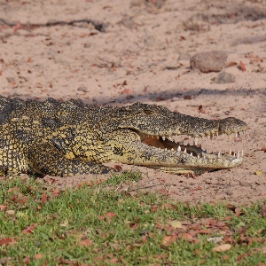 Foto Animali selvatici rettile fauna coccodrillo