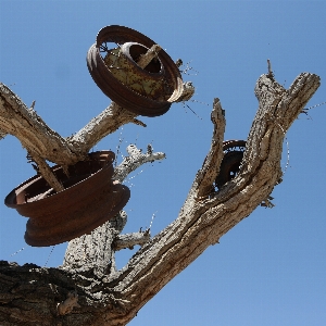 Tree branch plant wood Photo