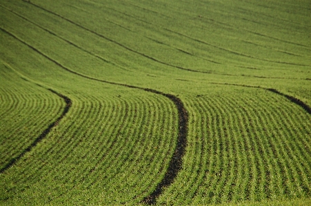 Foto Paesaggio erba pianta campo