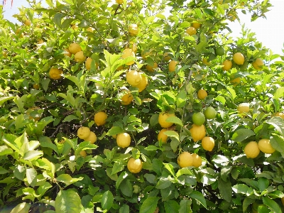 Tree nature plant fruit Photo