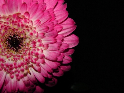 花 植物 写真撮影 花弁 写真