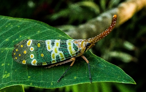 Nature photography leaf flower Photo