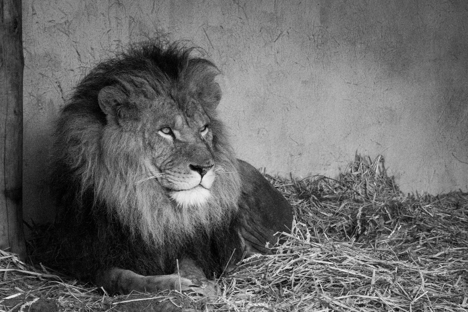 Bianco e nero
 animale animali selvatici zoo