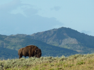 Wilderness mountain meadow prairie Photo