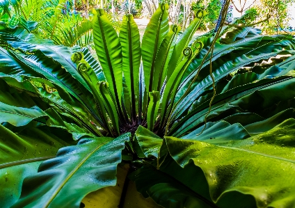 木 植物 葉 花 写真