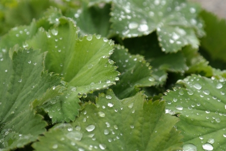 水 落とす 露 植物 写真