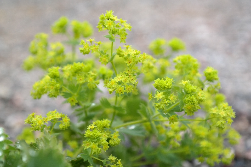 Usine fleur nourriture vert