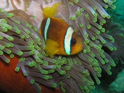 Diving underwater green biology Photo