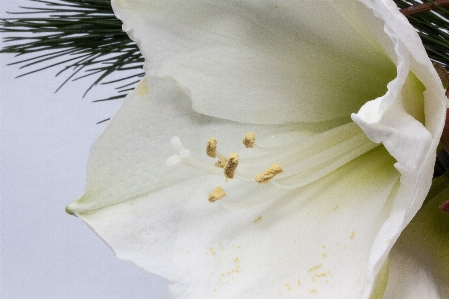 Blossom plant white flower Photo