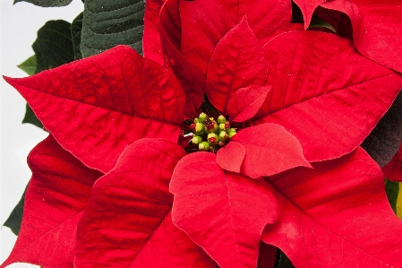 Foto Natura pianta foglia fiore