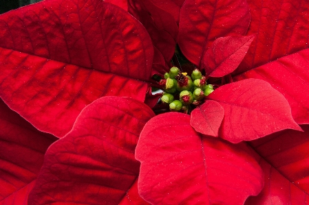 自然 植物 葉 花 写真