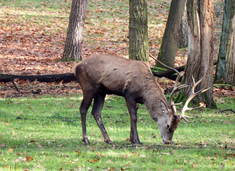 Forêt faune sauvage cerf