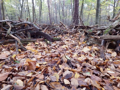 Foto Pohon hutan gurun
 cabang