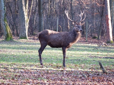 Wildlife wild deer autumn Photo