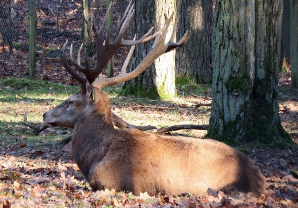 Wildlife wild deer autumn Photo