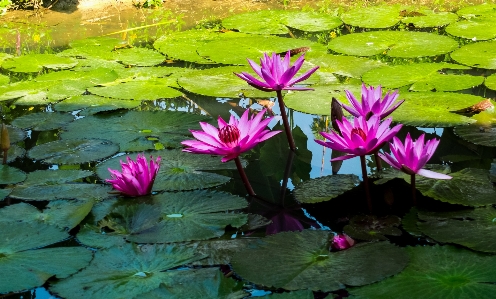 Foto Alam mekar tanaman daun