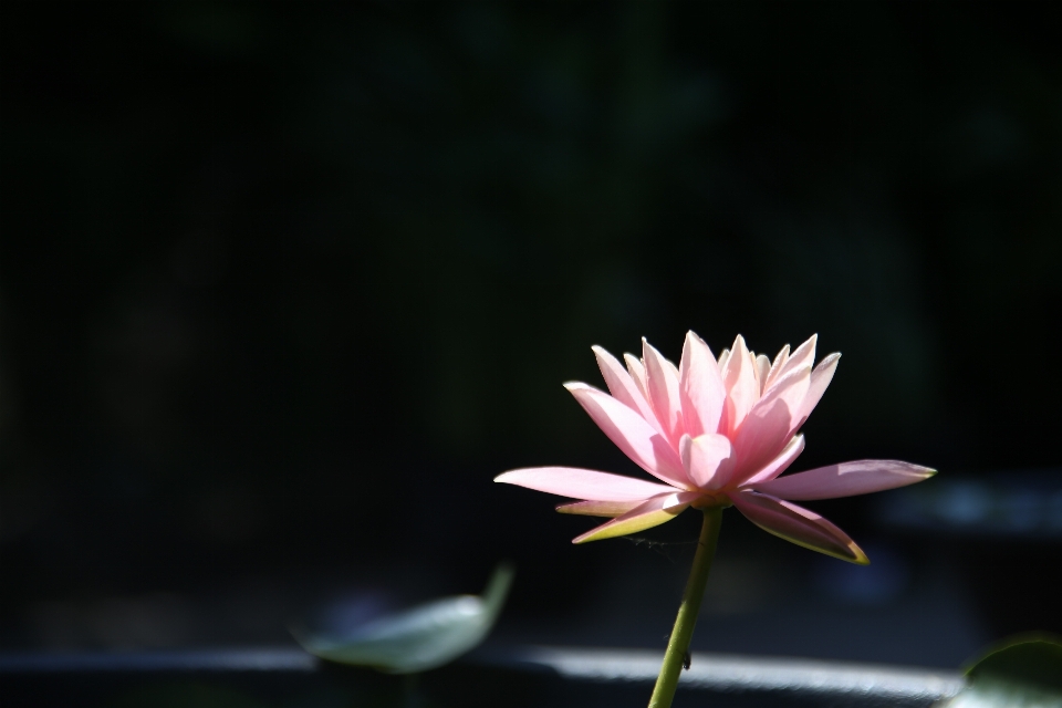 Natur blüte anlage fotografie