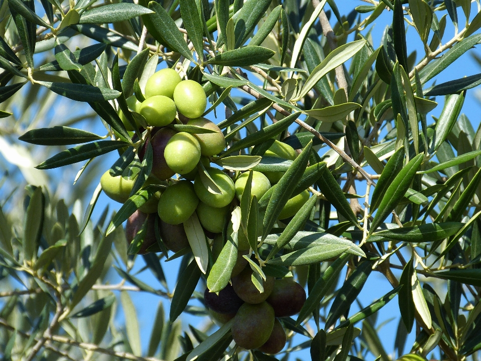 Arbre bifurquer usine fruit