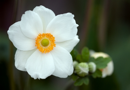 Nature blossom plant white Photo