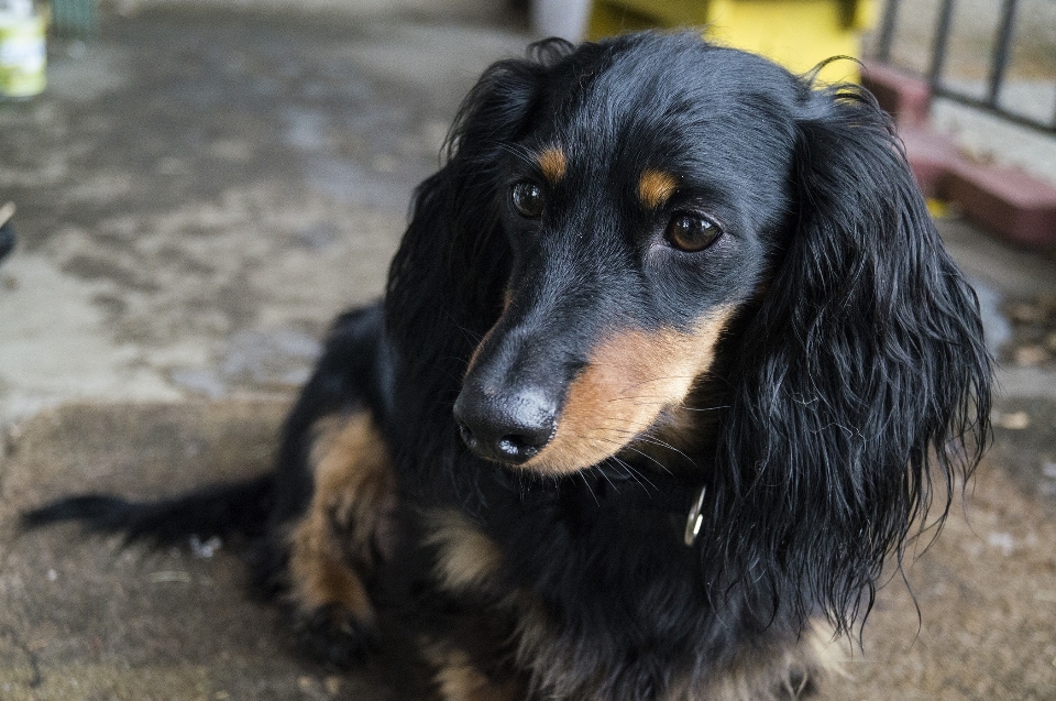 Cachorro perro animal lindo