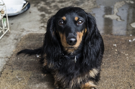 子犬 犬 動物 かわいい 写真