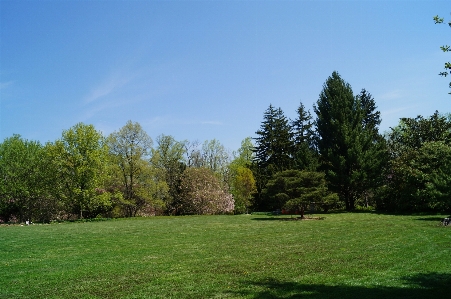 Landscape tree nature forest Photo