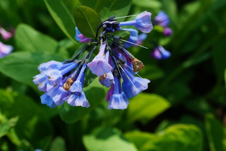 Natur blüte anlage wiese
 Foto