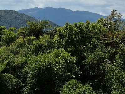 Landscape tree nature forest Photo