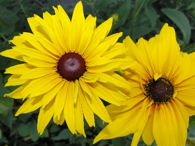 Foto Planta flor pétalo verano