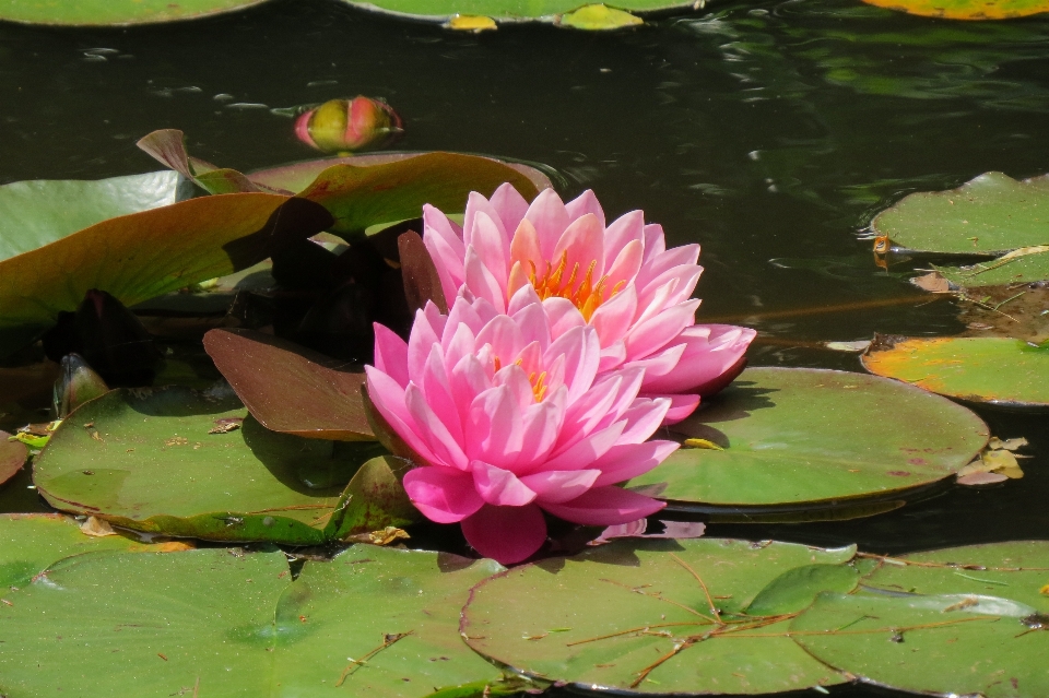 Anlage blume blütenblatt teich