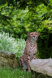 Foto Animali selvatici zoo giungla mammifero