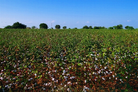 Outdoor growth plant field Photo