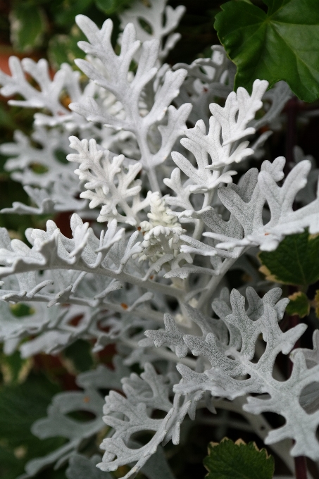 Branch plant white leaf