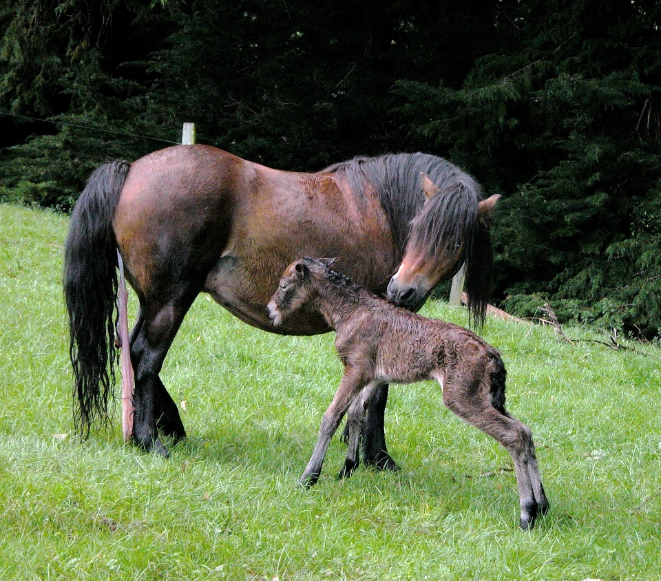 Pasture grazing horse mammal