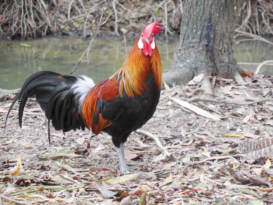 Bird animal orange red